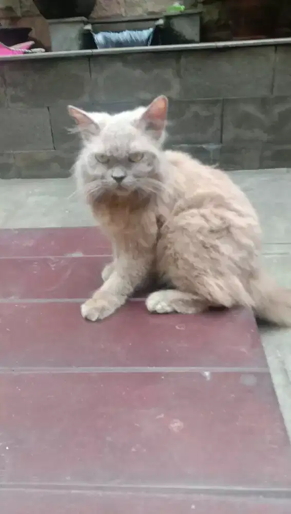 kucing blh(British long hair)