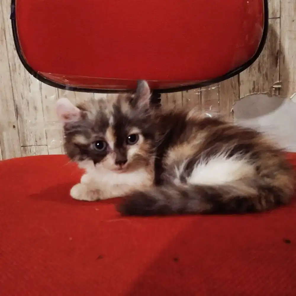 American curl calico betina