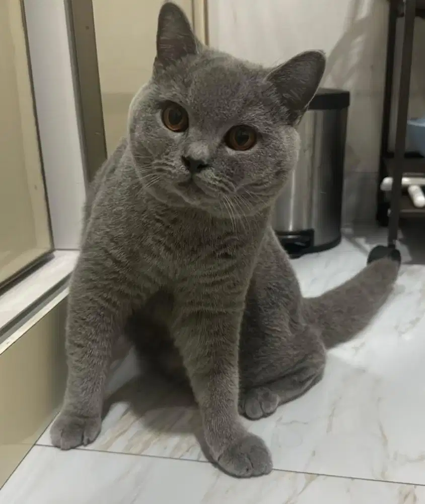 Kucing british shorthair bsh british short hair