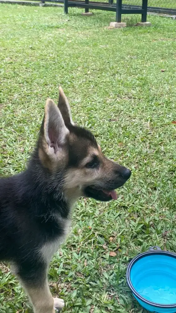puppy gsd german shepherd herder