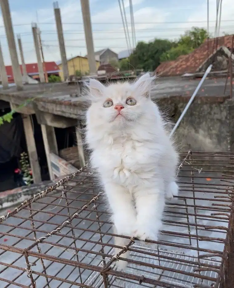 Lepas adopt kitten persia dan himalaya