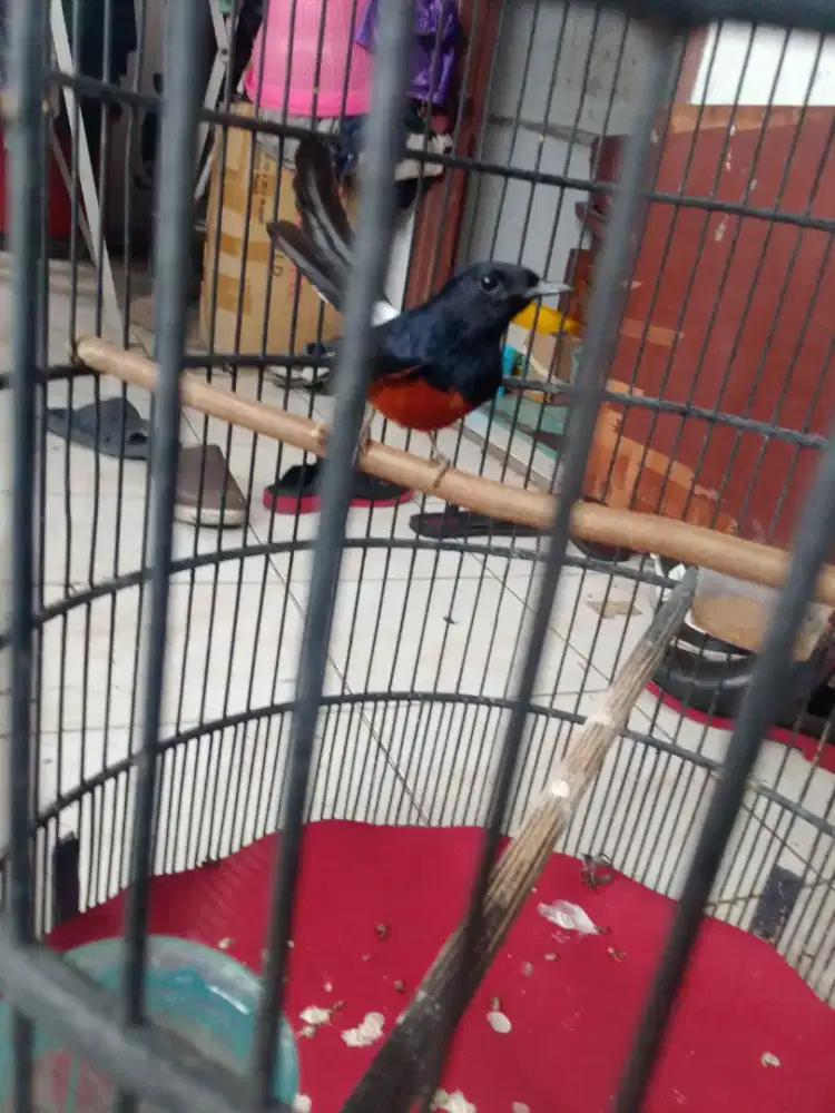 Di jual murai Medan bisa TT Ama ijo