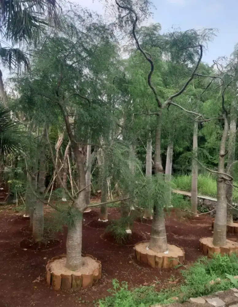 Pohon pelindung moringa oleifera/tanaman hias kelor afrika