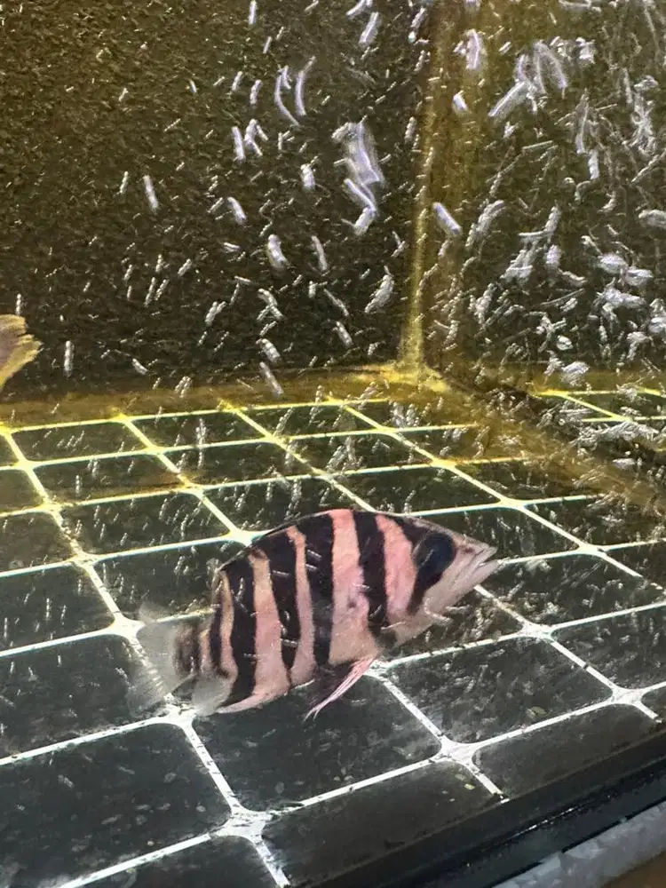 DIJUAL CEPAT DATZ SUMATRA,IKAN PREDATOR/TANKMATE