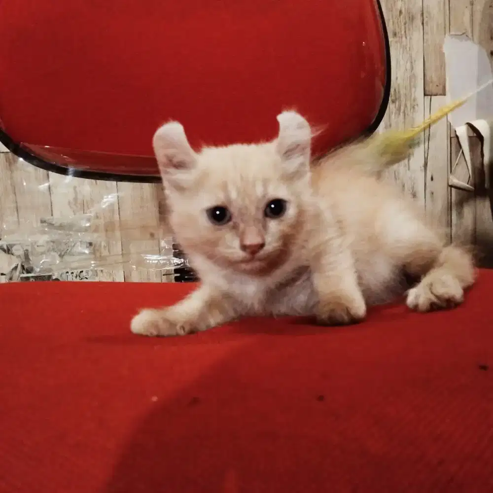 American curl cream jantan