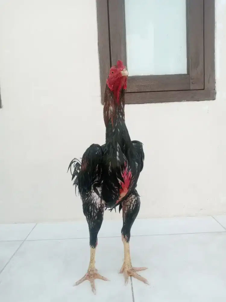 Ayam Bangkok muda