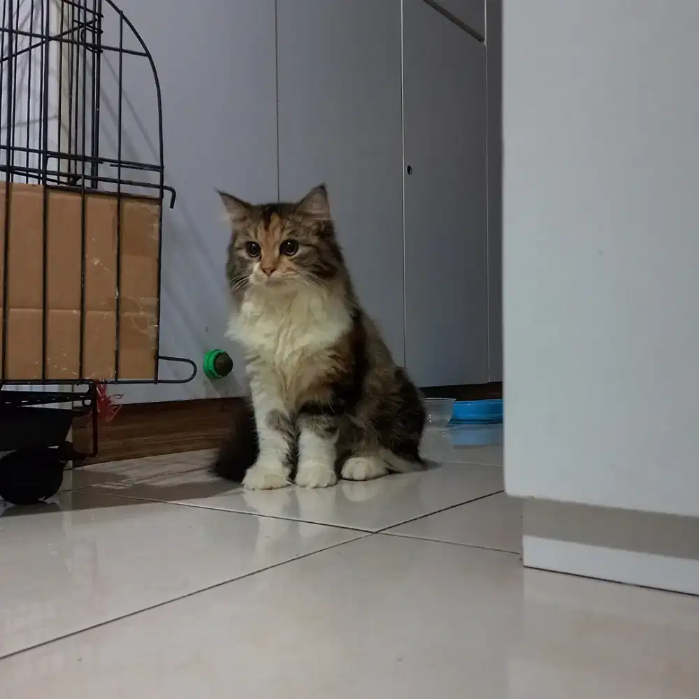 Kucing persia lucu manja