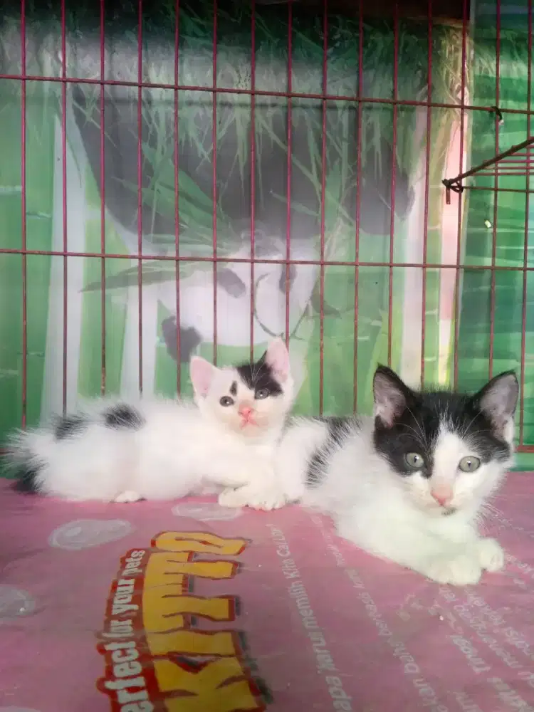 LEPAS ADOPSI KITTEN MIXDOME