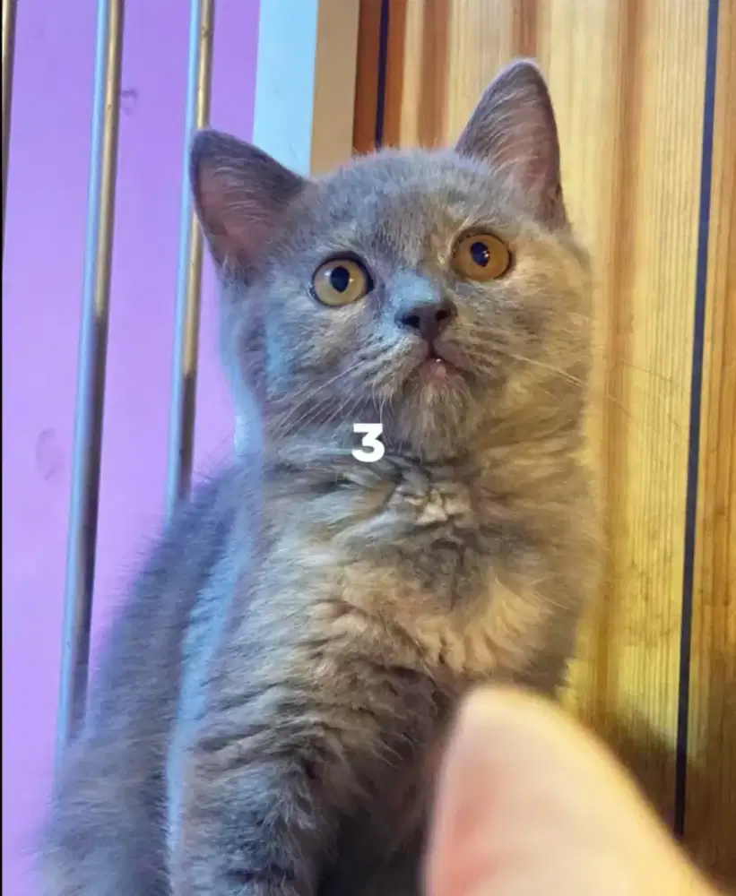 Kitten British Shorthair betina