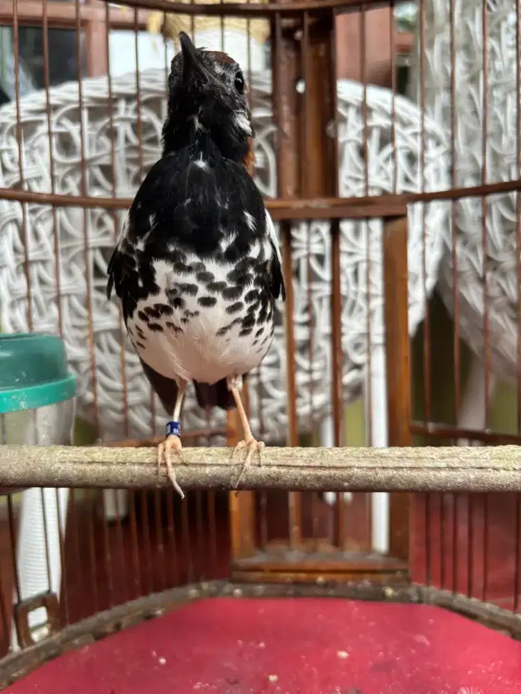 Anis Kembang Ring plus Kandang