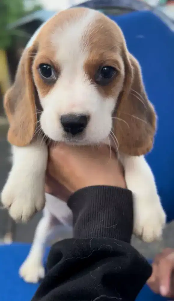 Beagle puppy 2 bulan