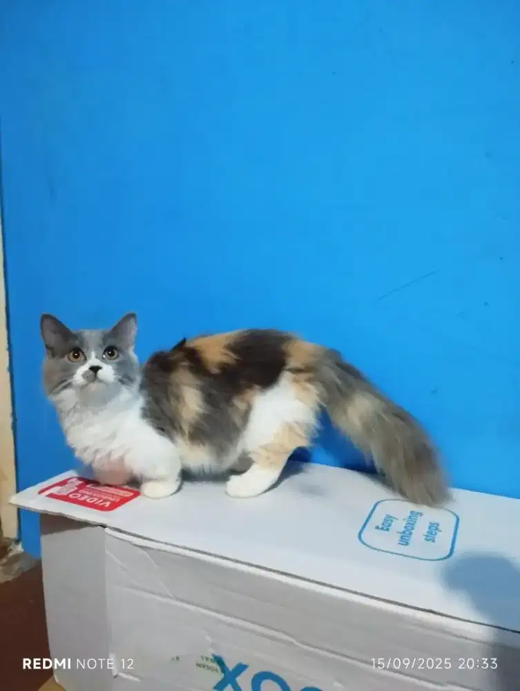 kucing munchkin longhair