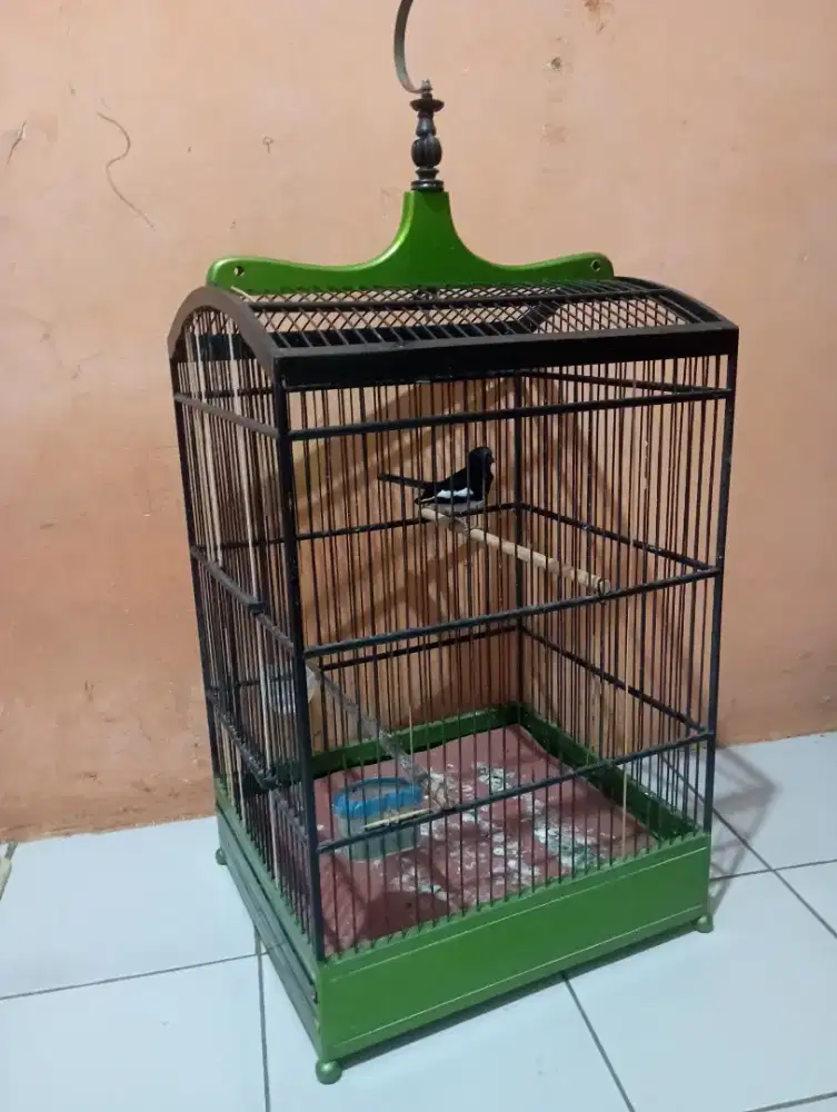 Burung Kacer rajin bunyi fullset
