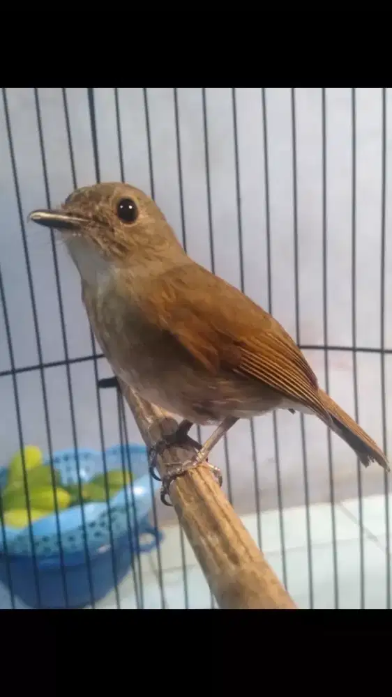 Burung Makan Jangkrik Bunyi sudah Rajin