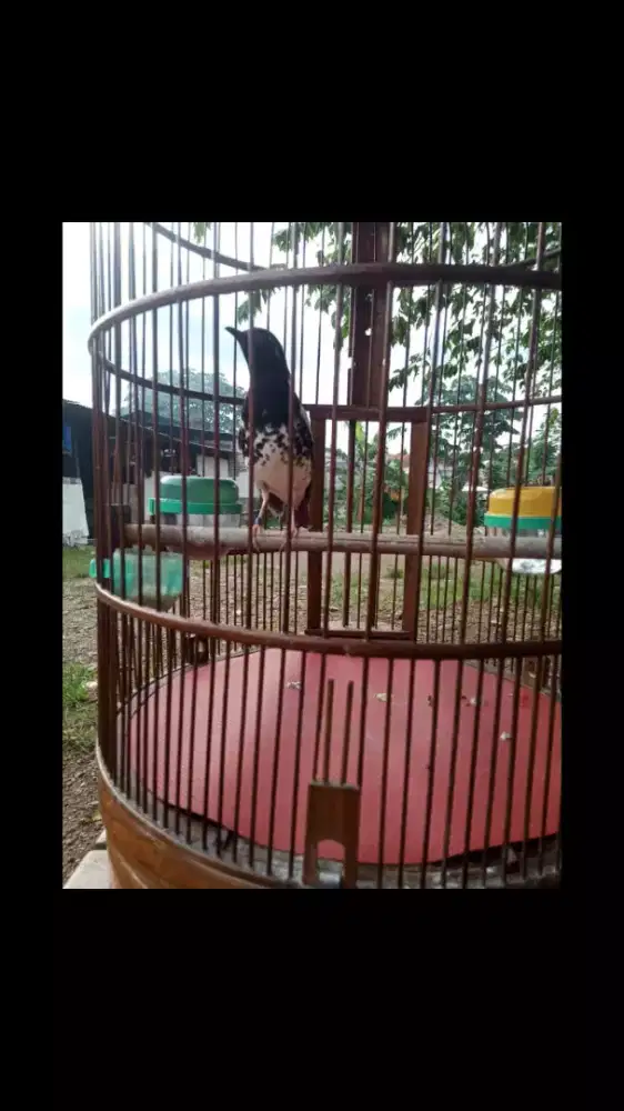 Burung Anis Kembang Pake Ring