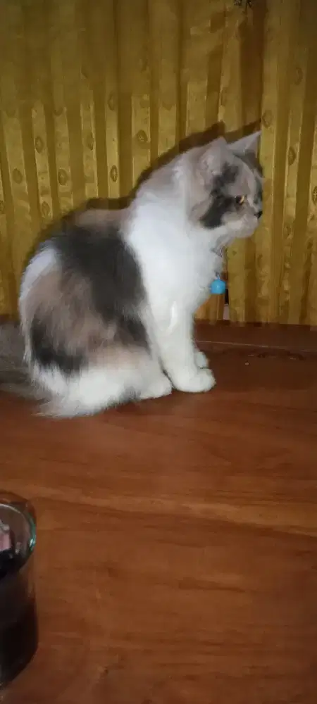 Kucibg anggora umur 8 bulan