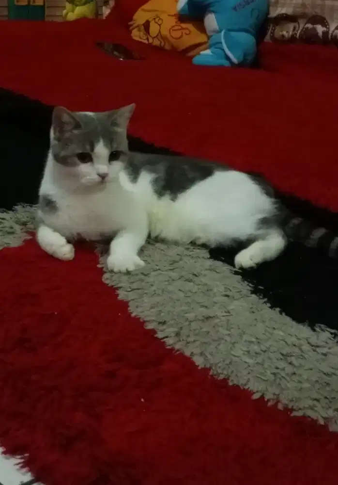 Kucing British Shorthair