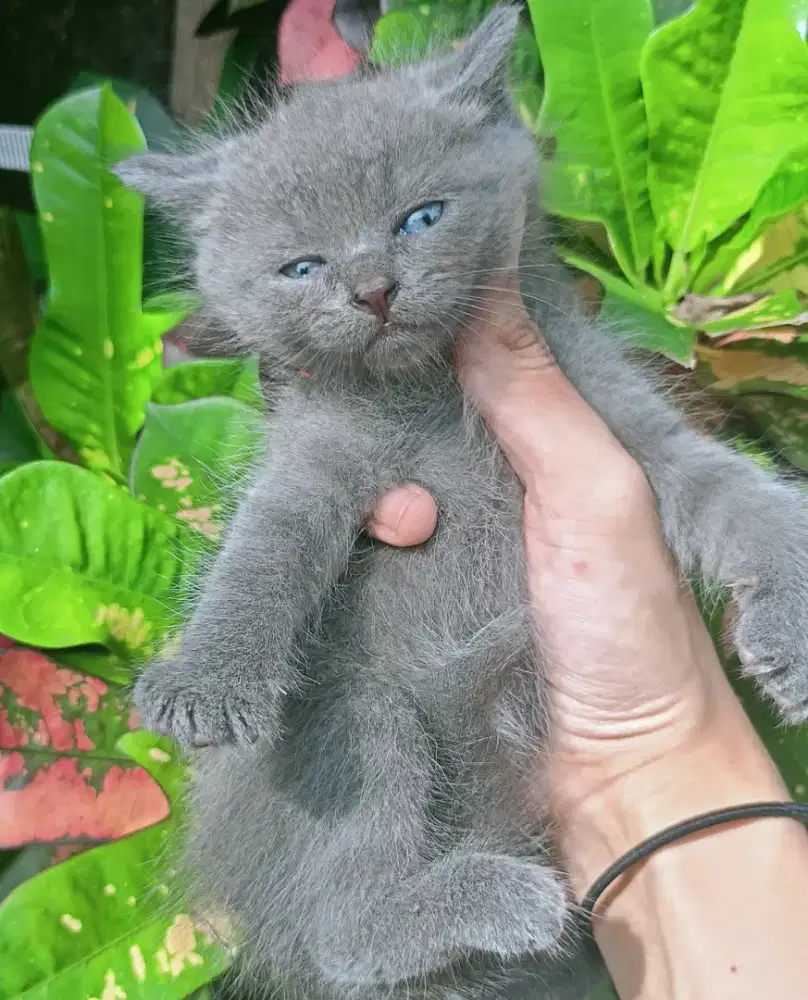 kucingBritish Shorthair