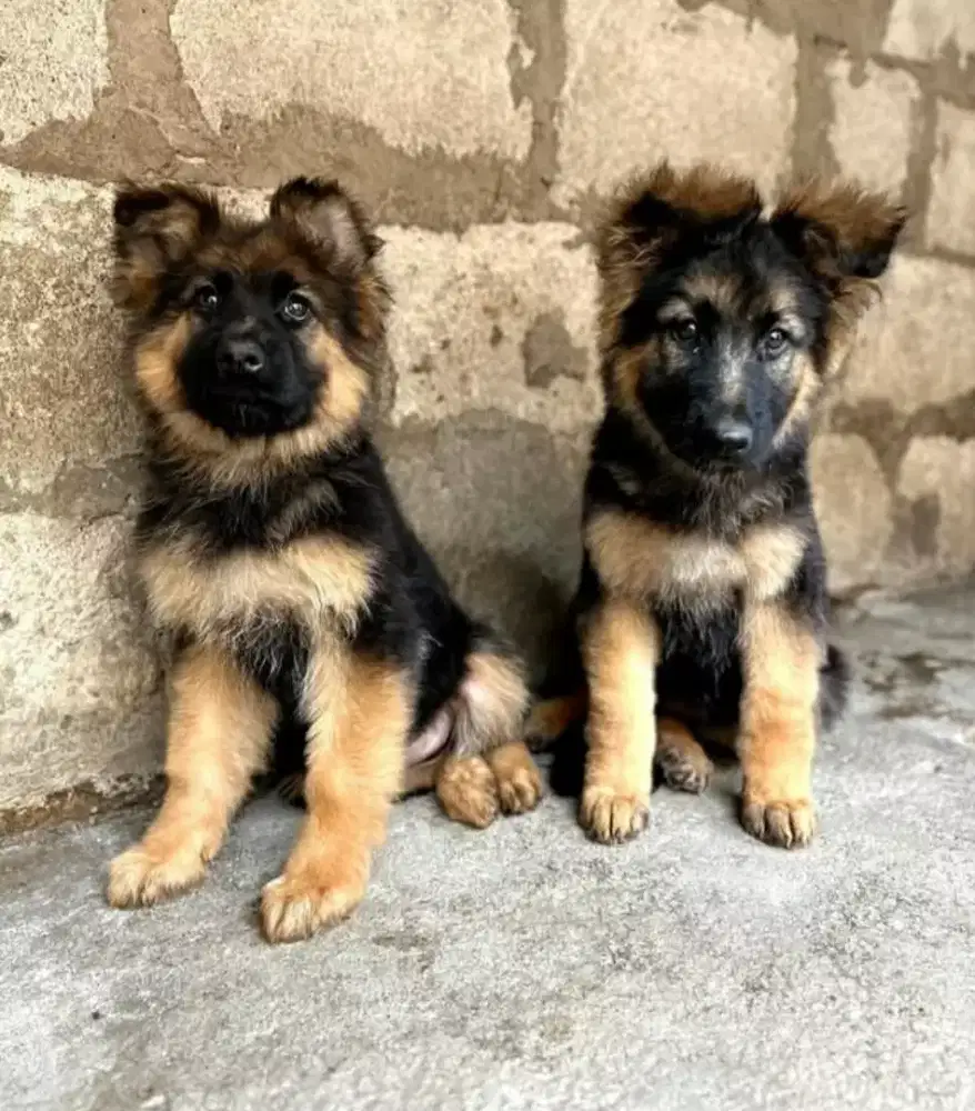 DIJUAL ANAK ANJING HERDER/GSD