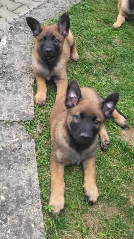 DIJUAL ANAK ANJING BELGIAN MALINOIS (BM)