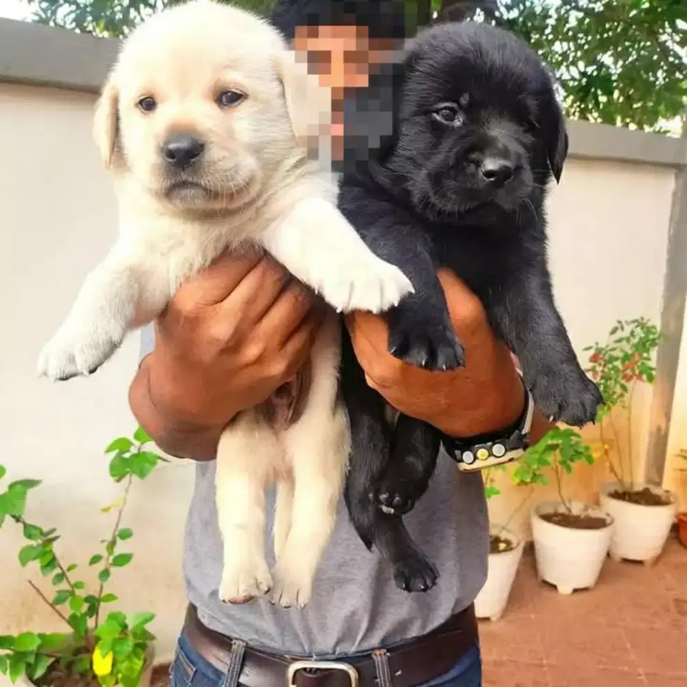 DIJUAL ANAK ANJING LABRADOR RETRIEVER