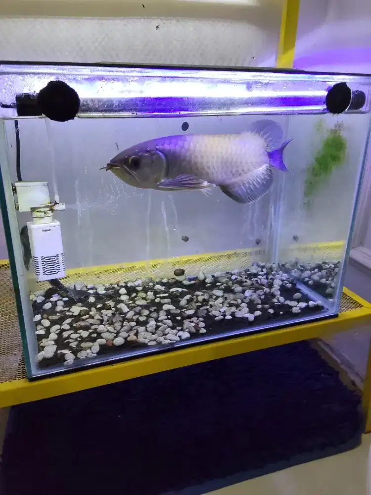 jual ikan arwana green pino