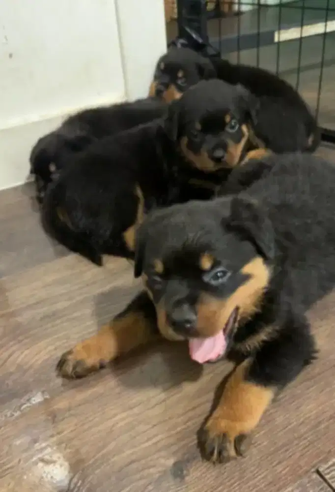 DIJUAL ANAK ANJING ROTTWEILER