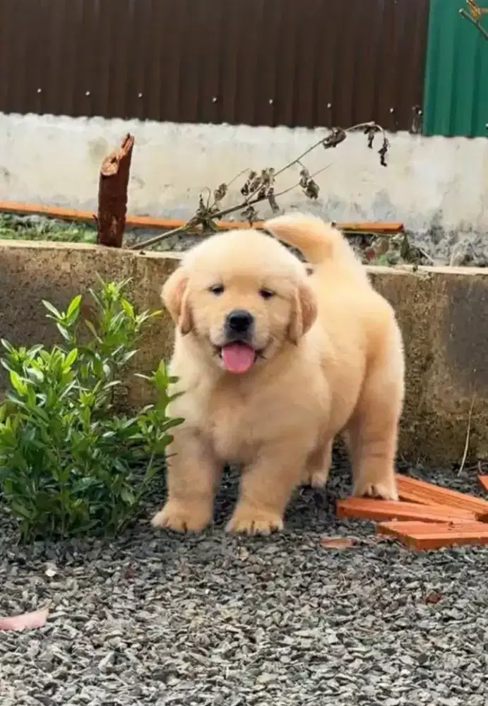 DIJUAL ANAK ANJING GOLDEN RETRIEVER
