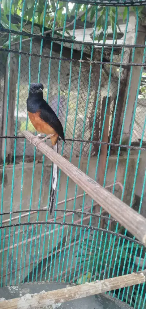 murai medan ring jhos