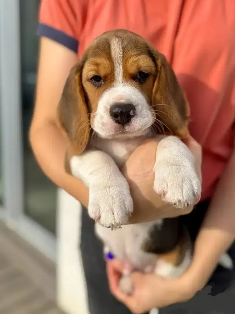 DIJUAL ANAK ANJING BEAGLE