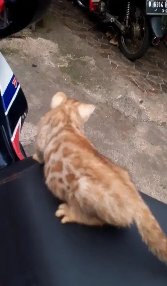 B3n9al betina 3 bulan