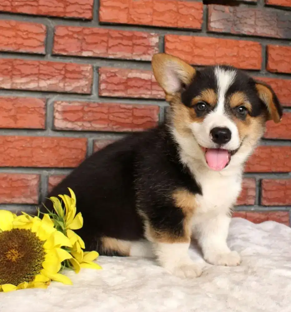 DIJUAL ANAK ANJING CORGI