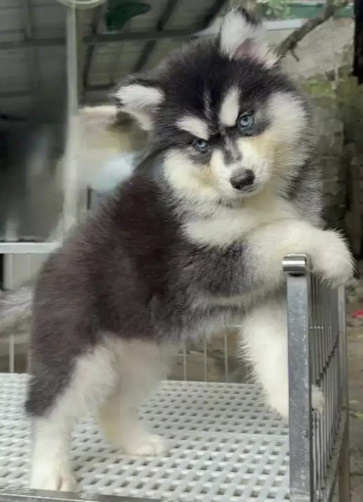 DIJUAL ANAK ANJING SIBERIAN HUSKY
