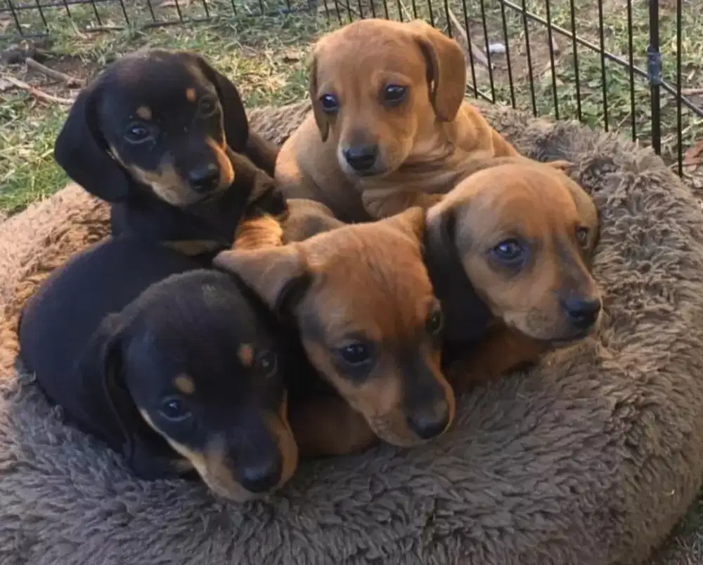 DIJUAL ANAK ANJING DACHSHUND/TEKEL