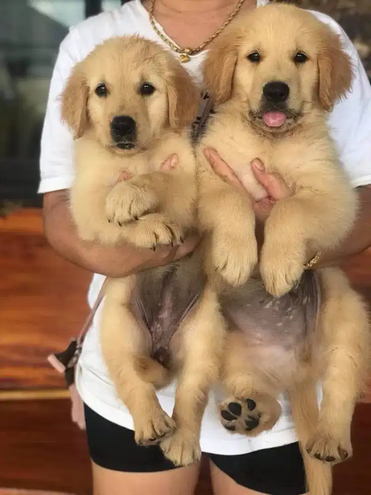 DIJUAL ANAK ANJING GOLDEN RETRIEVER