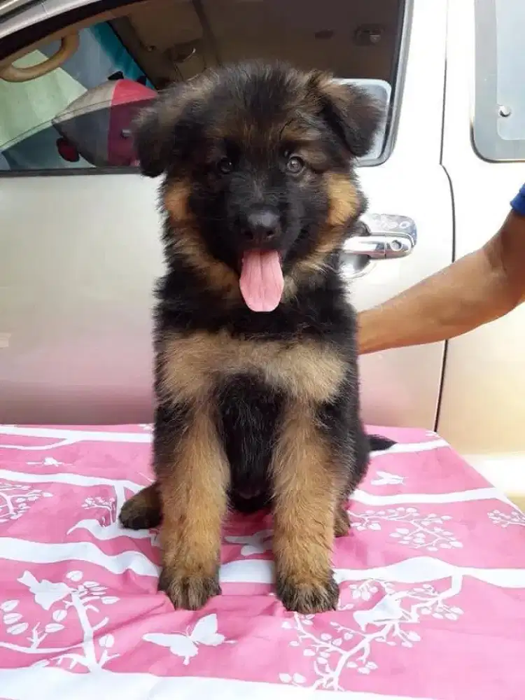 DIJUAL ANAK ANJING GSD HERDER