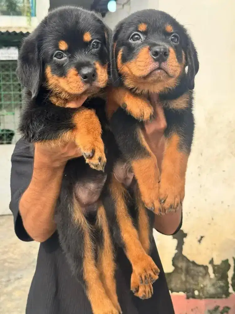 DIJUAL ANAK ANJING ROTTWEILER
