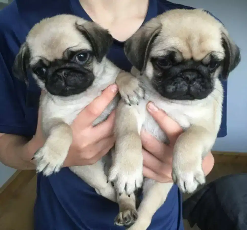DIJUAL ANAK ANJING PUG