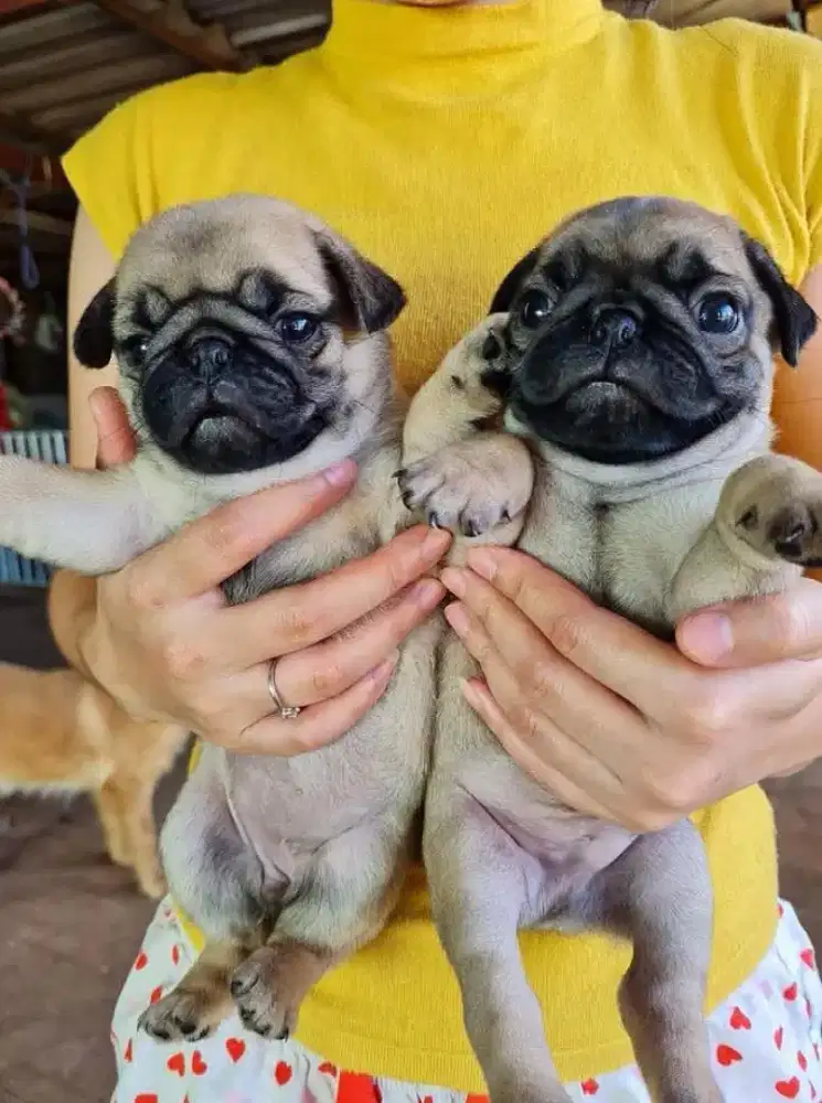 DIJUAL ANAK ANJING PUG