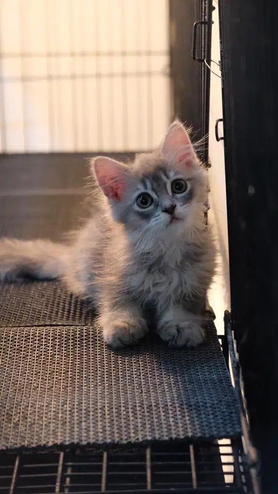 BRITISH LONG HAIR / BSH / BLH