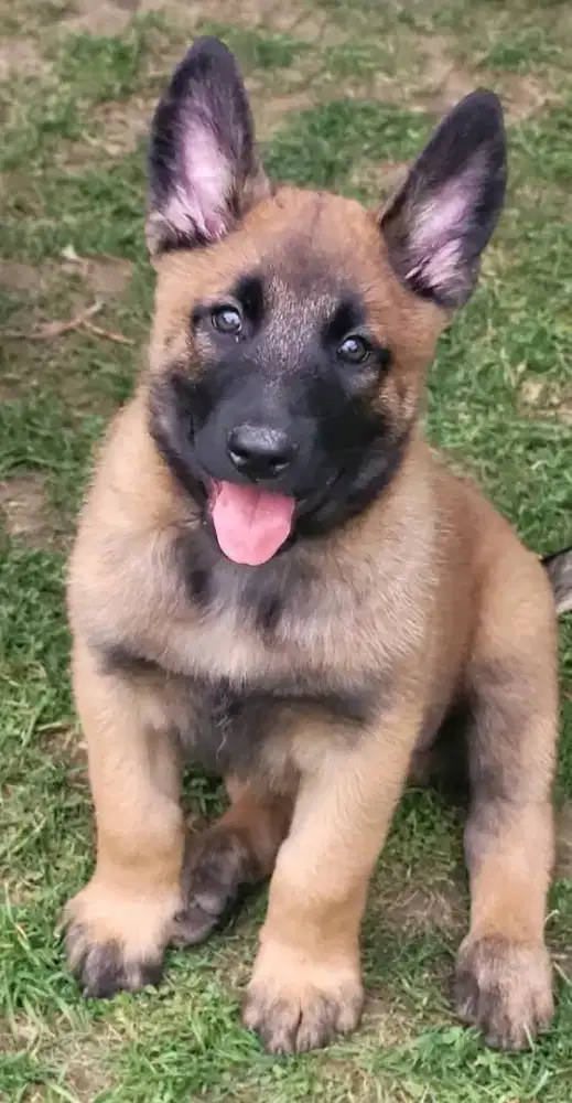 DIJUAL ANAK ANJING BELGIAN MALINOIS