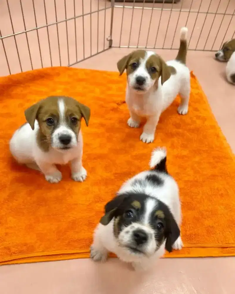 DIJUAL ANAK ANJING JACK RUSSELL