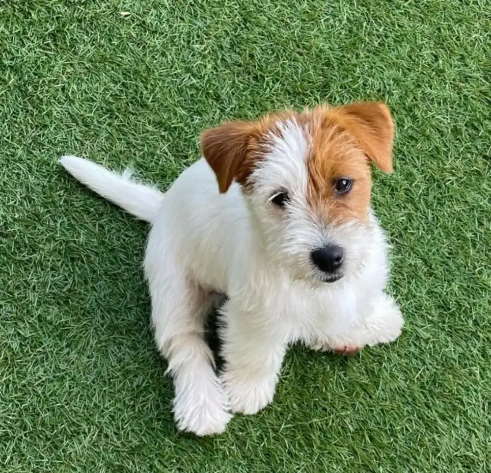 DIJUAL ANAK ANJING JACK RUSSELL