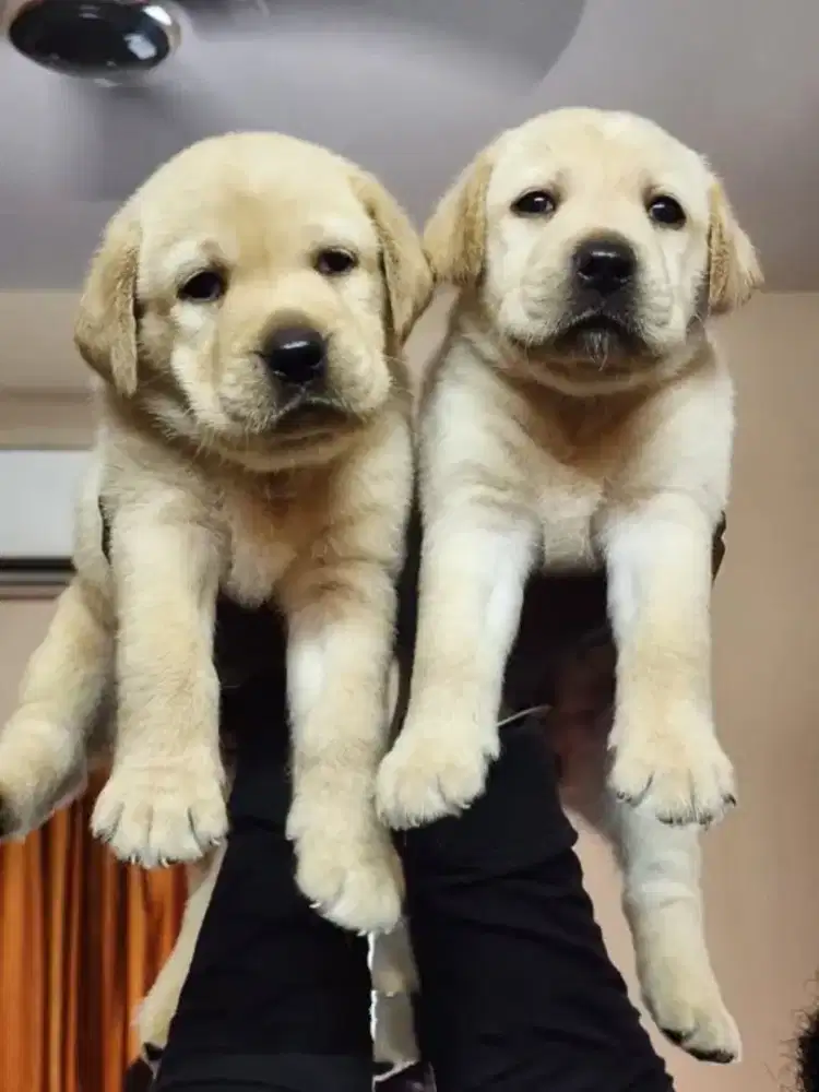DIJUAL ANAK ANJING LABRADOR RETRIEVER