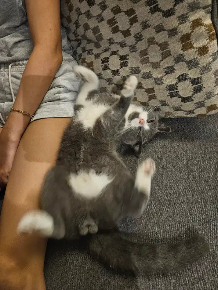 Lemari kayu jati perhutani