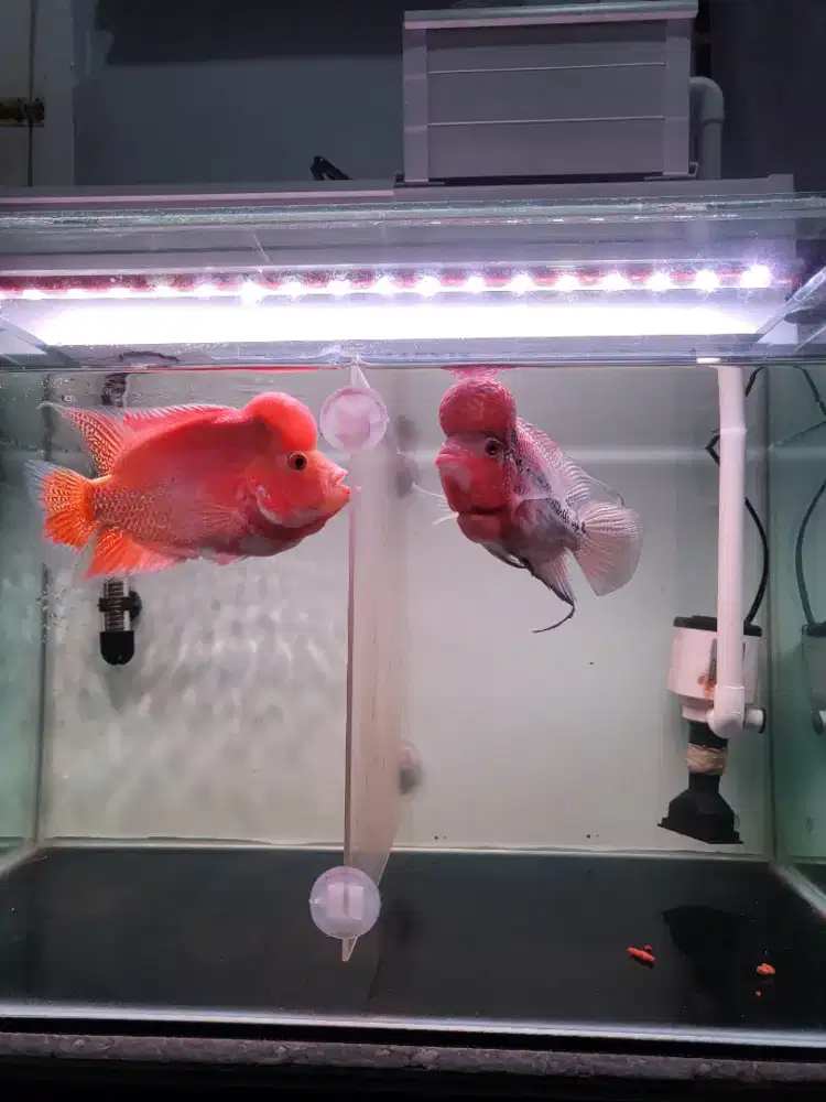 Ikan Louhan Srd & Gb