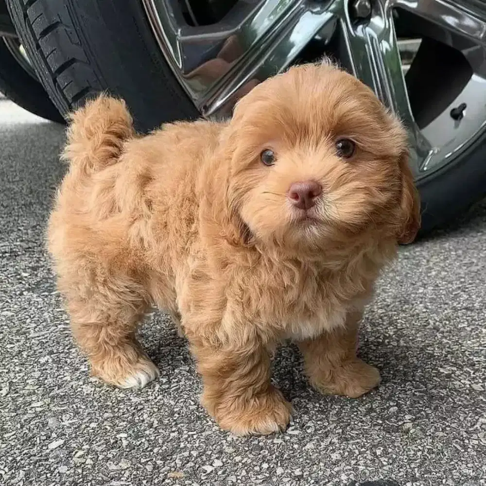 DIJUAL ANAK ANJING MALTESE MIX POODLE