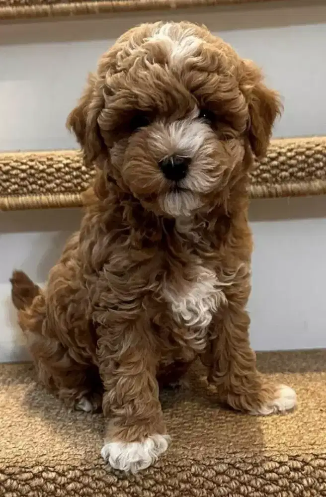 DIJUAL ANAK ANJING MALTESE MIX POODLE