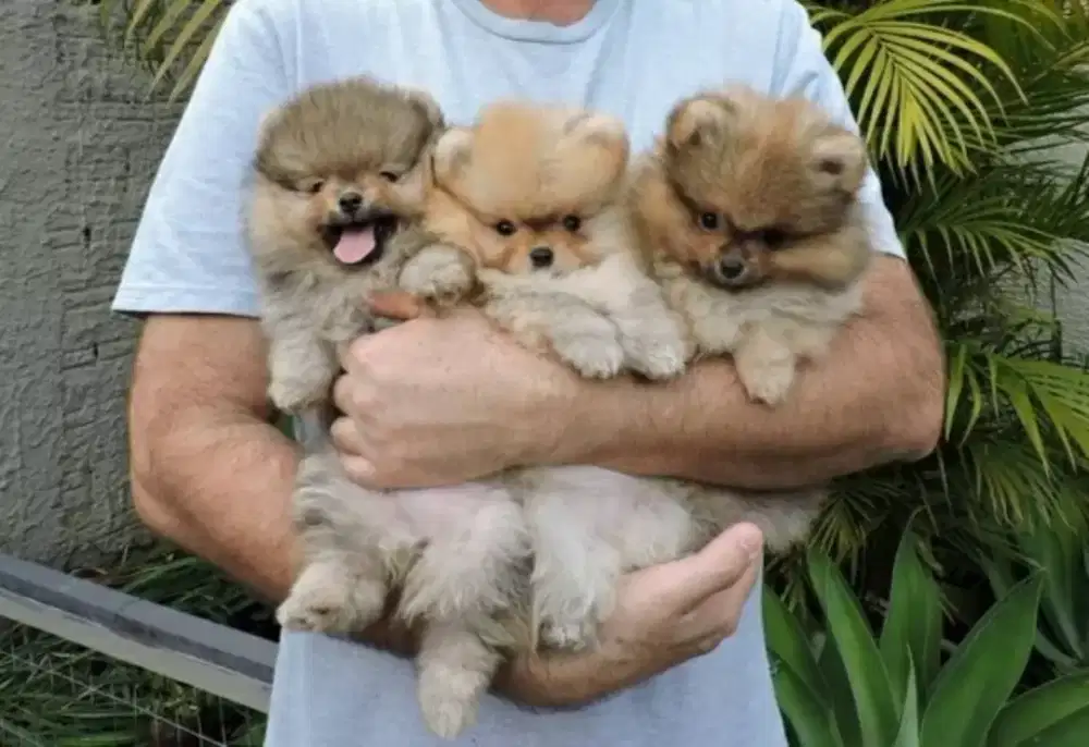 DIJUAL ANAK ANJING MINI POM