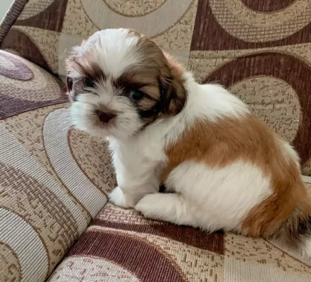 DIJUAL ANAK ANJING SHIHTZU